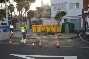 Parques y Jardines elimina en Salinetas el árbol que ensuciaba los recipientes de basura (Foto TA)